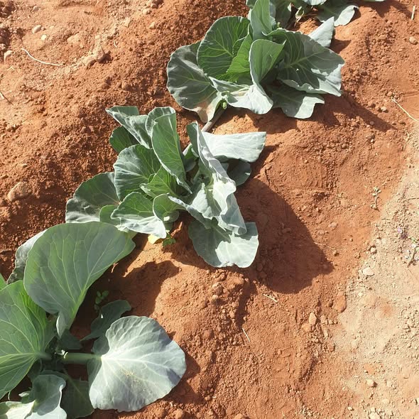 الكرنب هذا عمر شهرين
ما رايكم فيه وايه يحتاج هندسه من حيث الرش والتسميد